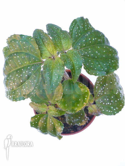 Sonerila margaritacea