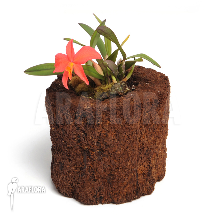 Sophronitis wittigiana