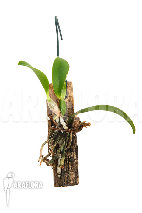 Sophronitis wittigiana ‘starter’