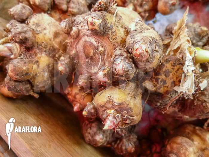 Spathantheum intermedium