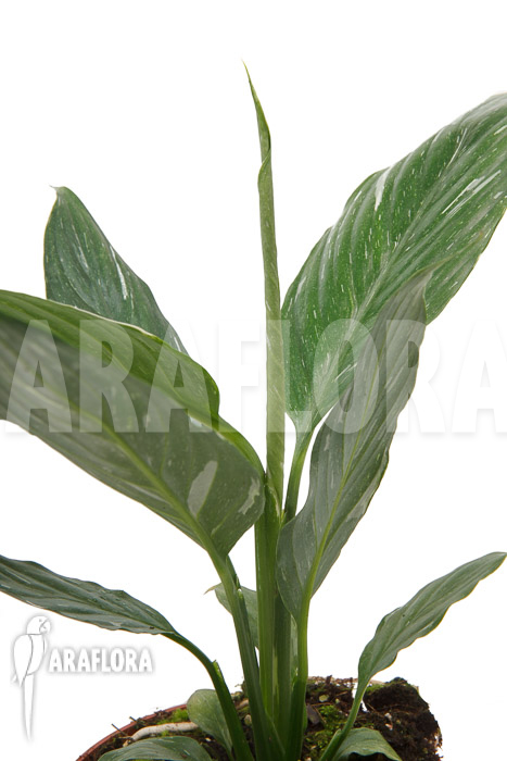 Spathiphyllum variagated ‘WB’