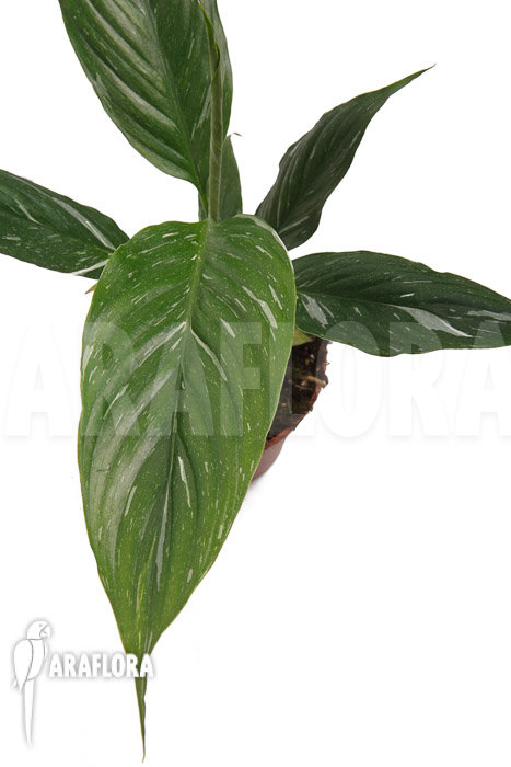 Spathiphyllum variagated ‘WB’