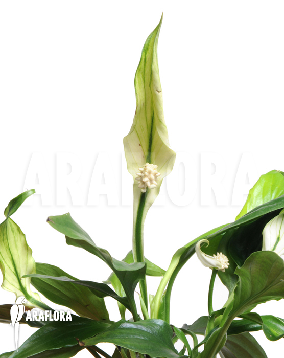 Spathiphyllum x ‘Araflora mini’