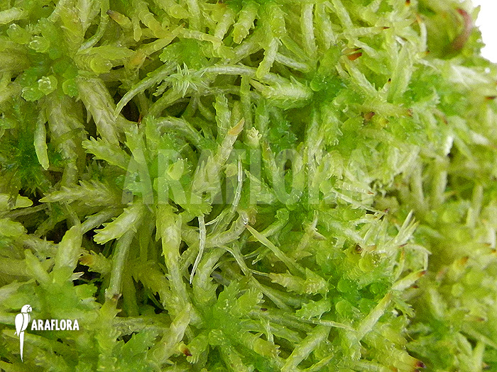 Sphagnum moss