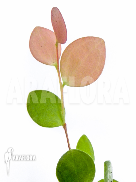 Sphyrospermum species Ecuador