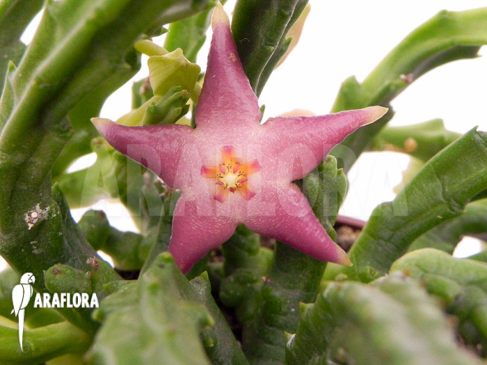Stapelia divaricata flower