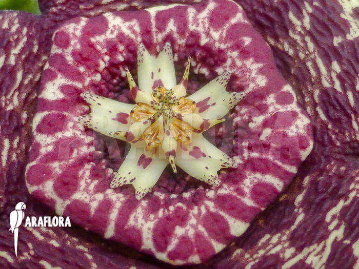 Stapelia lepida flower
