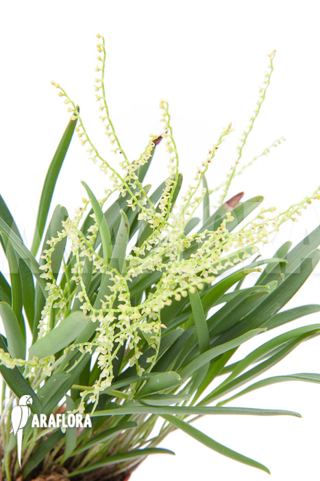 Stelis ‘Species A ‘Costa Rica’