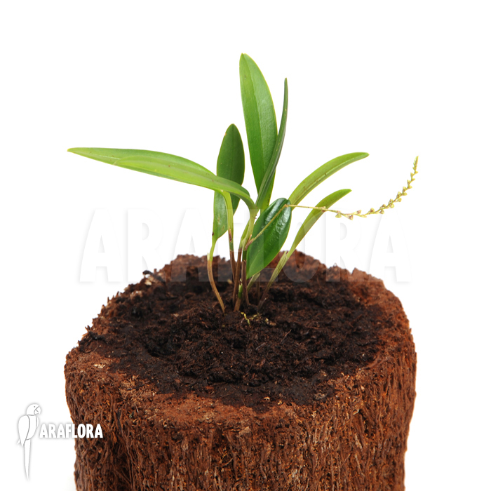 Stelis ‘Species A ‘Costa Rica’