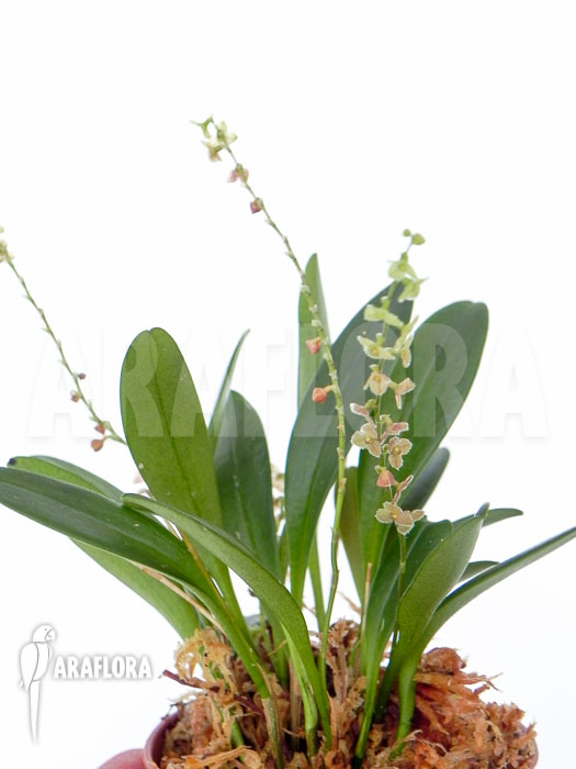 Stellis species no 17