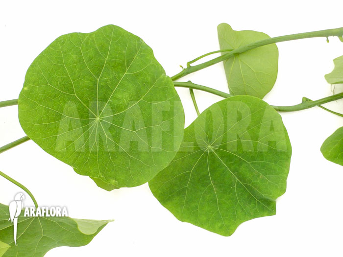 Stephania cepharantha