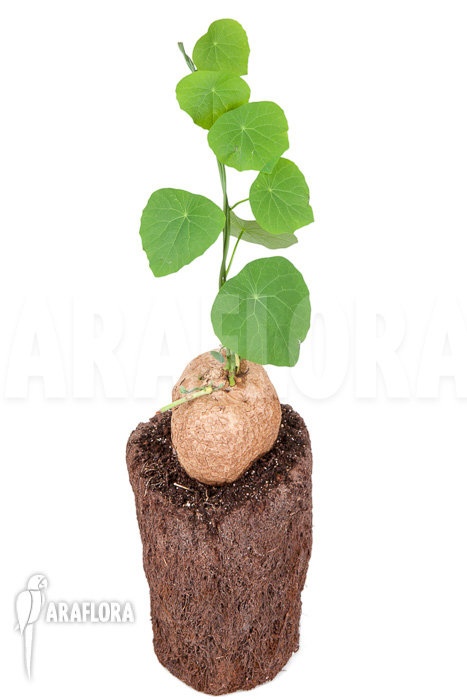 Stephania venosa XXL