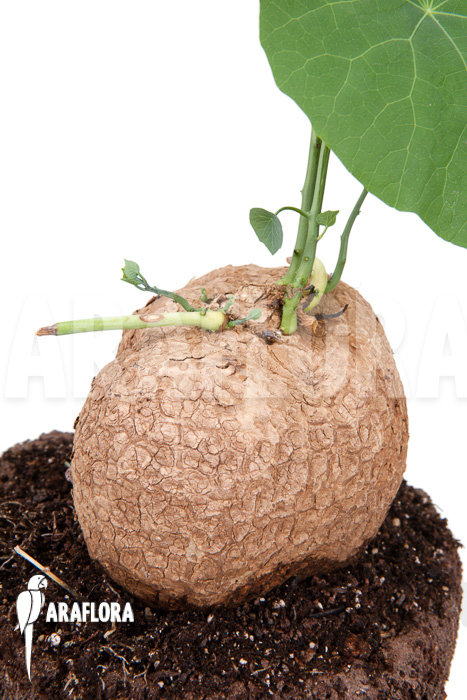 Stephania venosa XXL