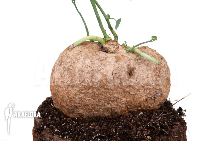 Stephania venosa XXL