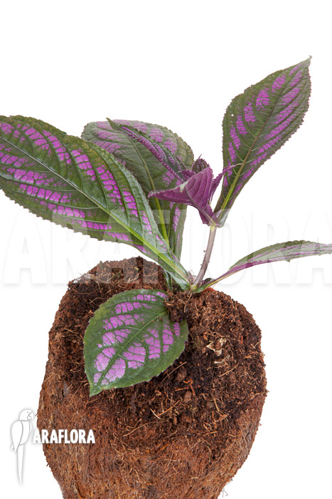 Strobilanthes dyerianus ‘Starter’