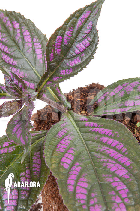 Strobilanthes dyerianus ‘Starter’
