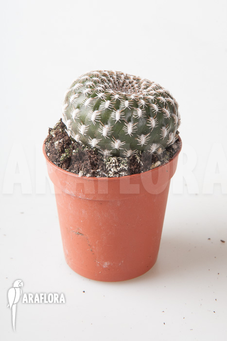 Sulcorebutia arenacea