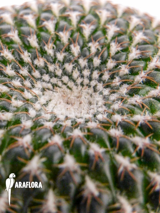 Sulcorebutia species