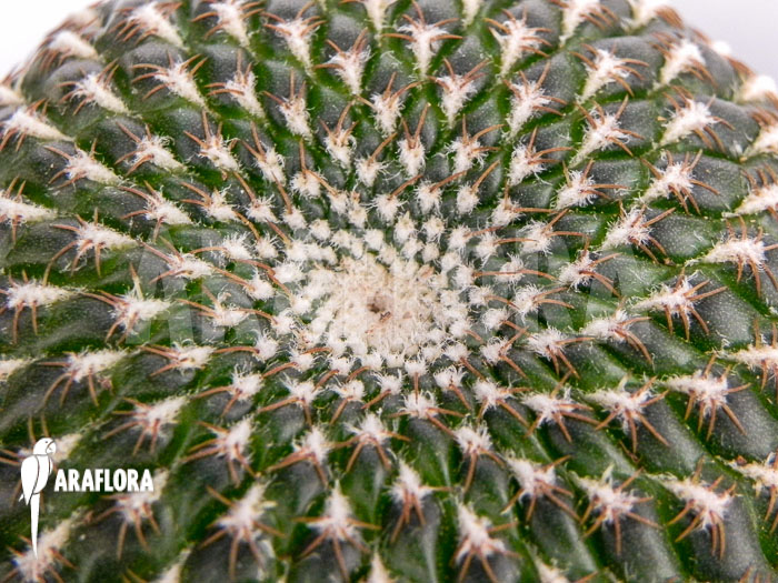 Sulcorebutia species