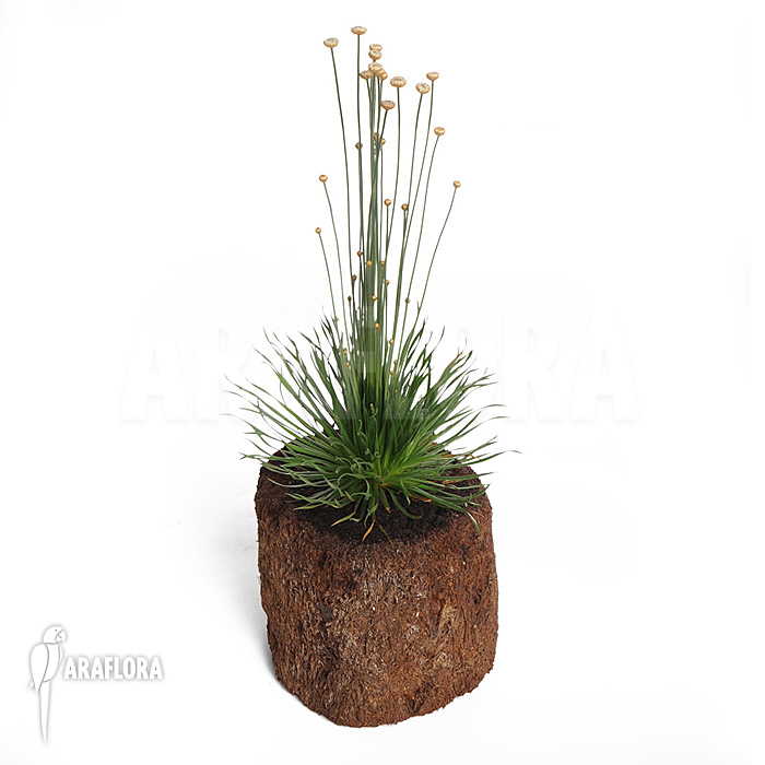 Syngonanthus chrysanthus ‘Mikado’