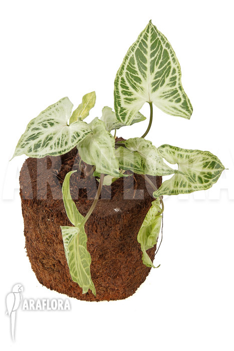 Syngonium ‘Batik’