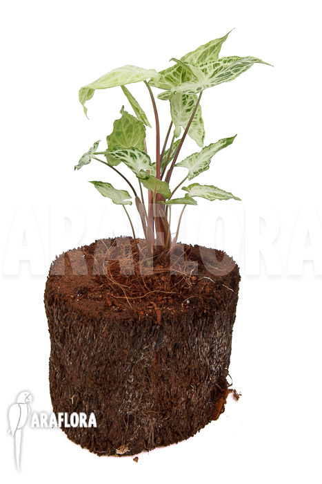 Syngonium ‘Batik’