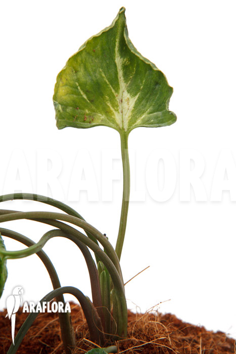 Syngonium ‘Godzilla’