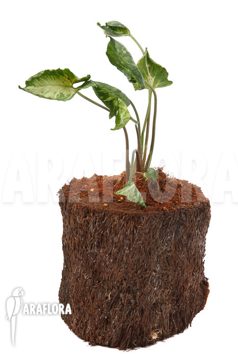 Syngonium ‘Godzilla’