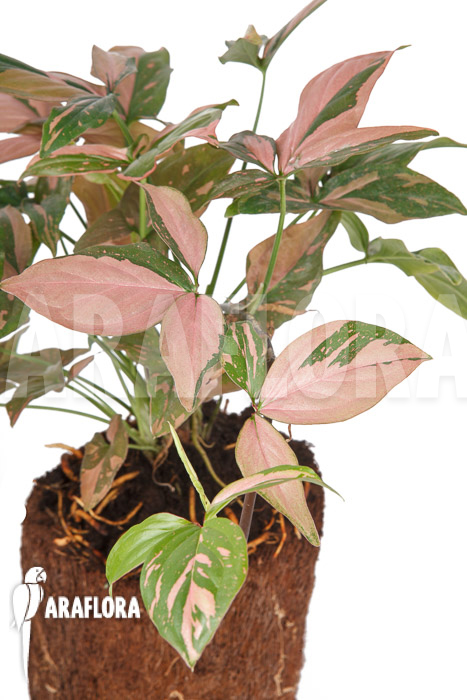 Syngonium ‘Red Spot’