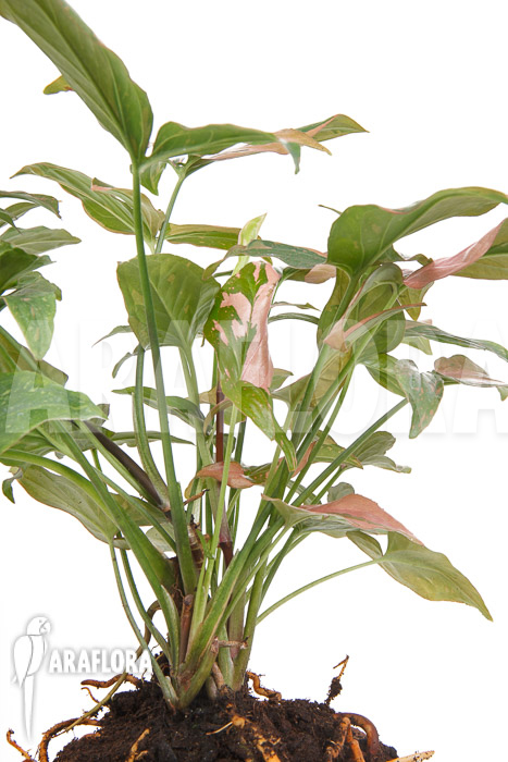 Syngonium ‘Red Spot’