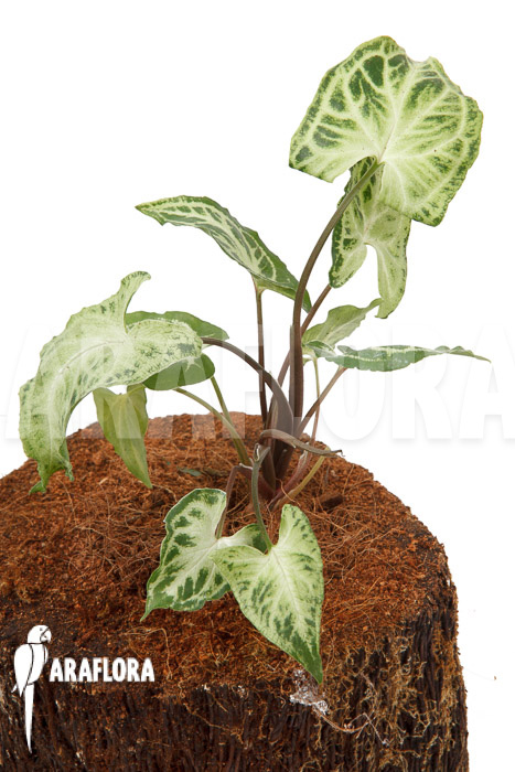 Syngonium ‘Glo go’