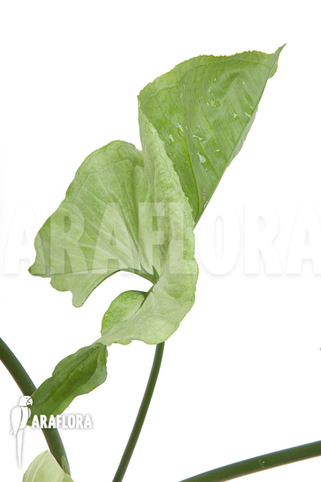 Syngonium podophyllum Moonshine