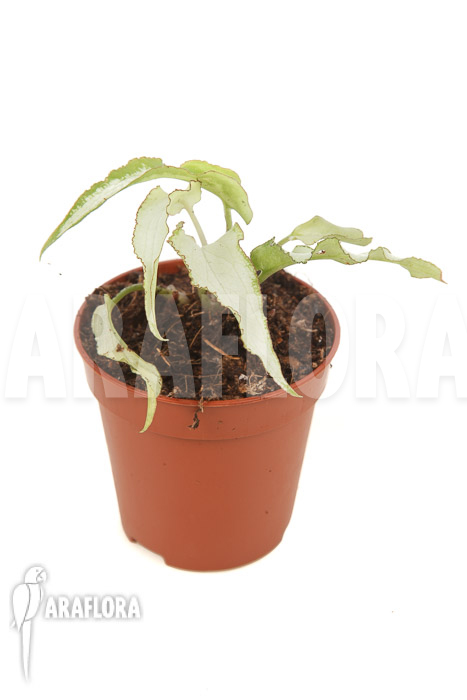 Syngonium podophyllum ‘Nguengi Laima’ ‘starter’