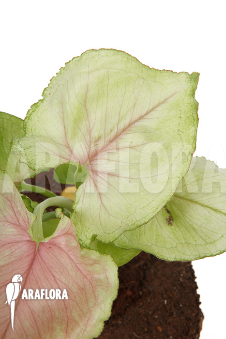 Syngonium podophyllum ‘Pink Line’