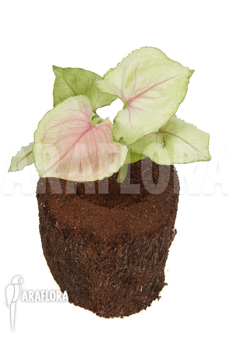Syngonium podophyllum ‘Pink Line’