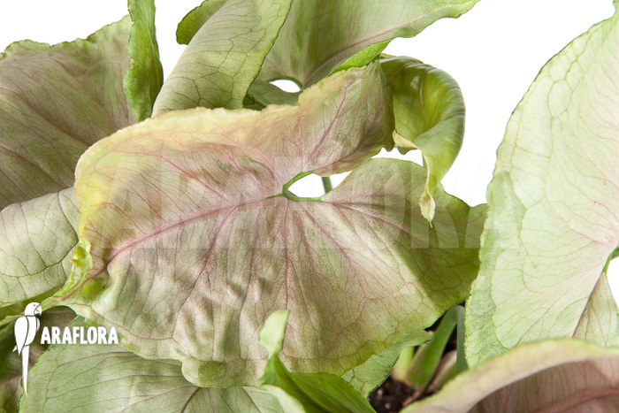 Syngonium-podophyllum-Roxanne-3