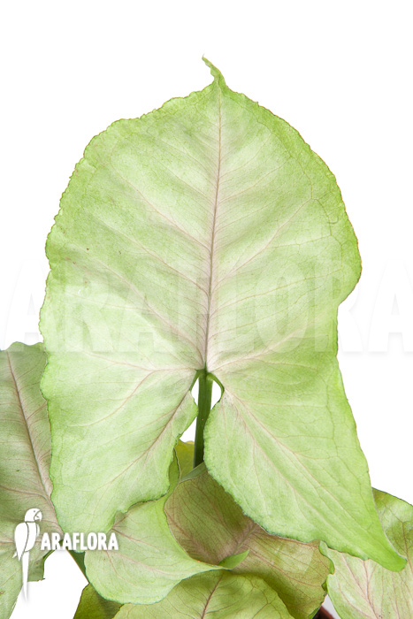 Syngonium-podophyllum-Roxanne-5