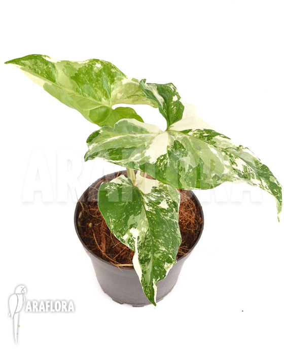 Syngonium podophyllum Specie variegated