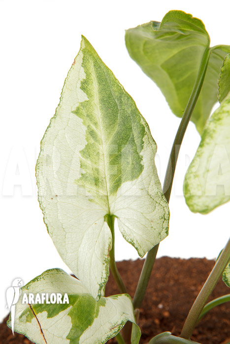 Syngonium podophyllum ‘Three Kings’