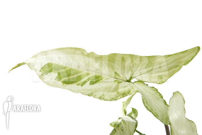 Syngonium podophyllum ‘Three Kings’