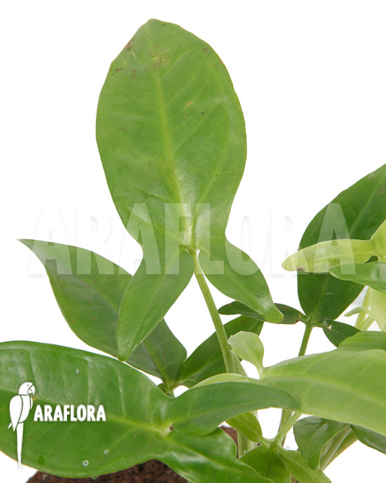 Syngonium podophyllum ‘Trileaf Wonder’