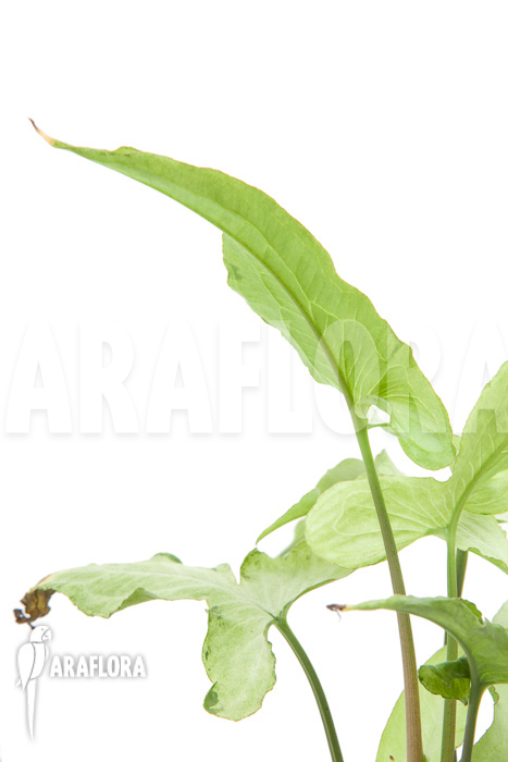 Syngonium podophyllum arrow