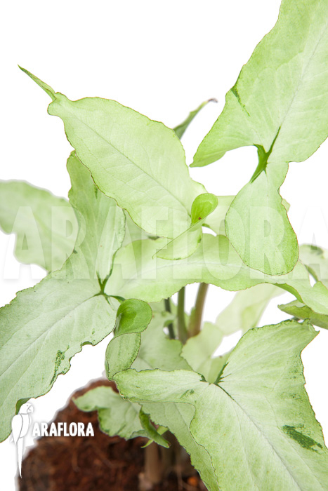 Syngonium podophyllum arrow