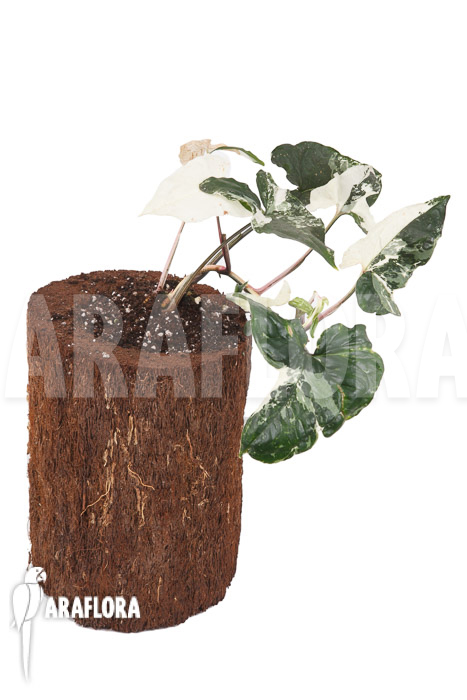 Syngonium podophyllum variegated