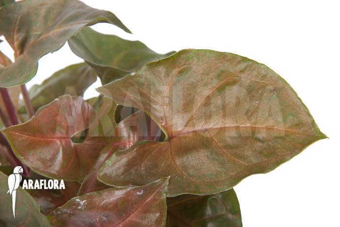 Syngonium x ‘Maria Dark’