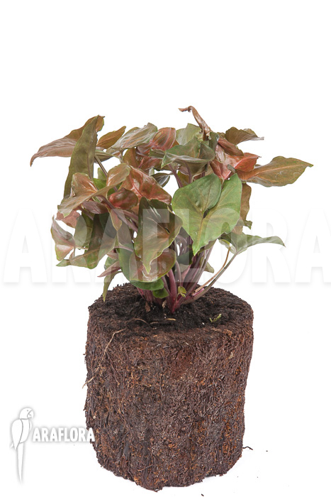 Syngonium x ‘Maria Dark’