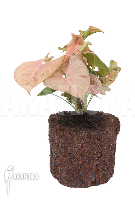 Syngonium x ‘Neon Pink’