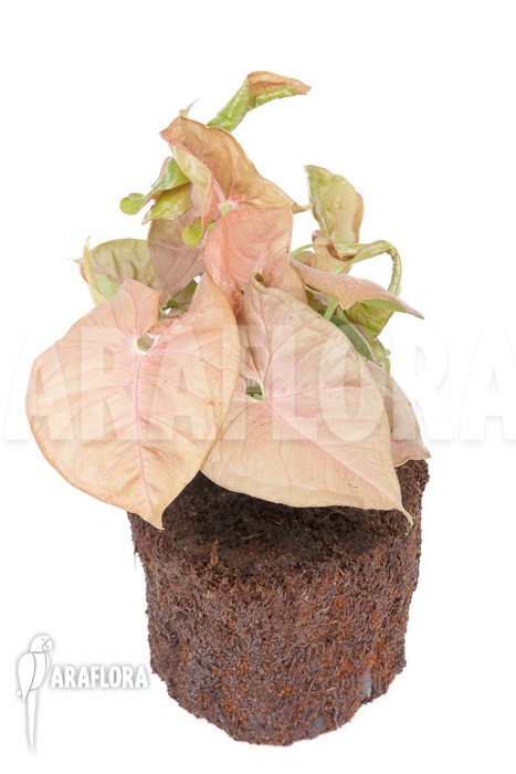 Syngonium x ‘Neon Pink’