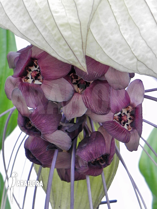Tacca integrifolia ‘White Bat plant’