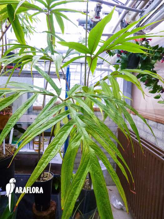 Tacca leontopetaloides leaf detail